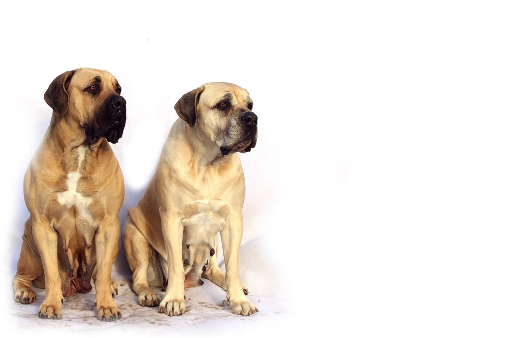 Bullmastiffs