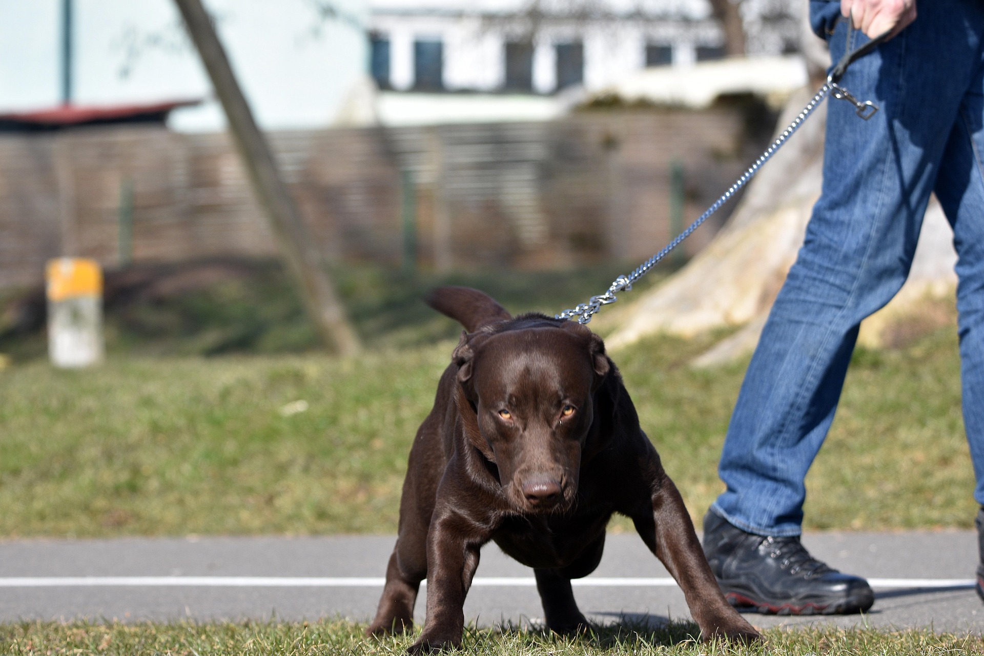 Hund bellt an der Leine, Alltagssituation