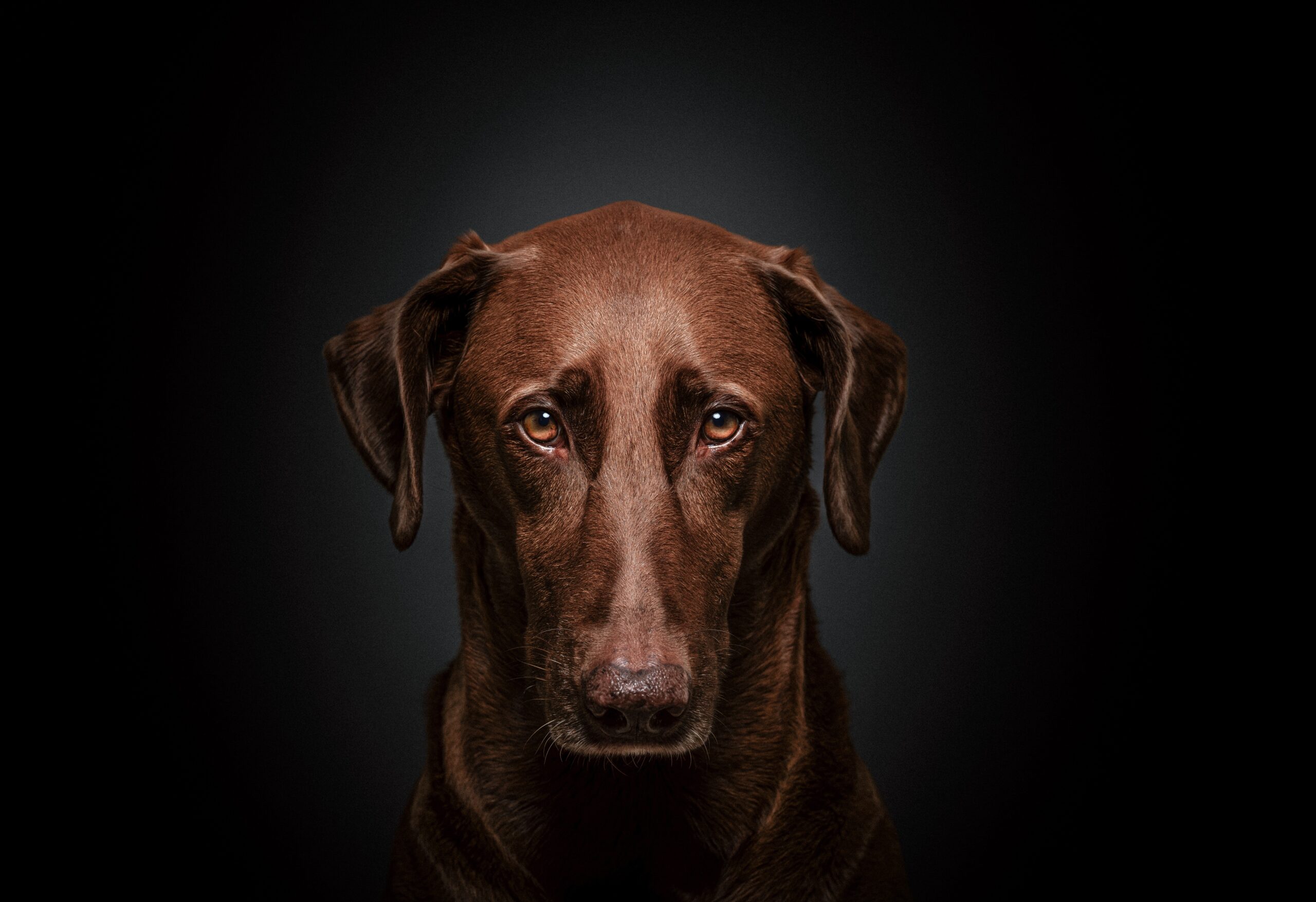 Skeptischer Hund
