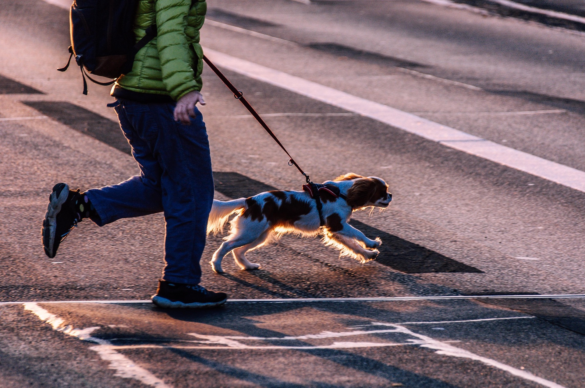 Hund zieht an der Leine und wirkt gestresst