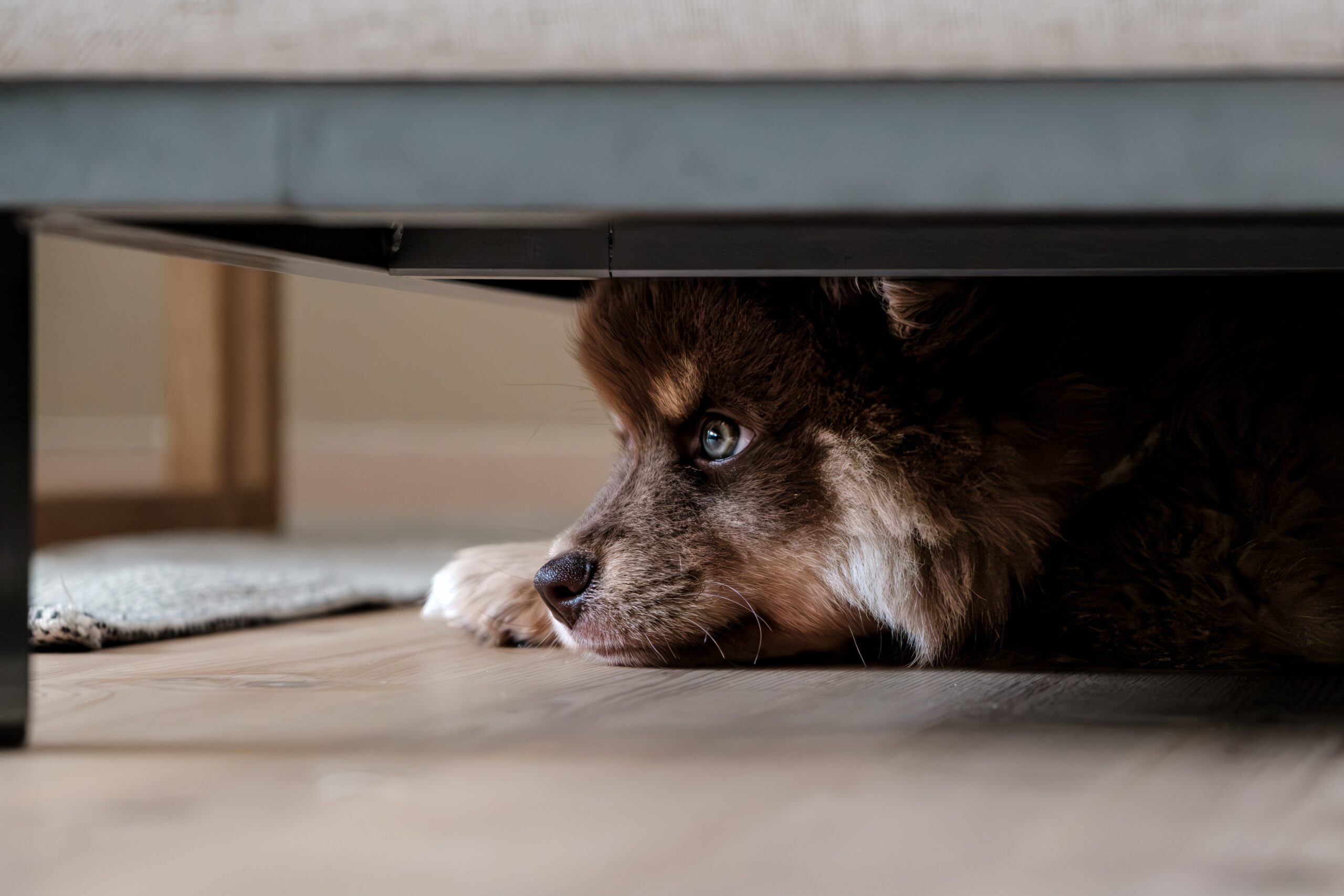 Verunsicherter Lapphund