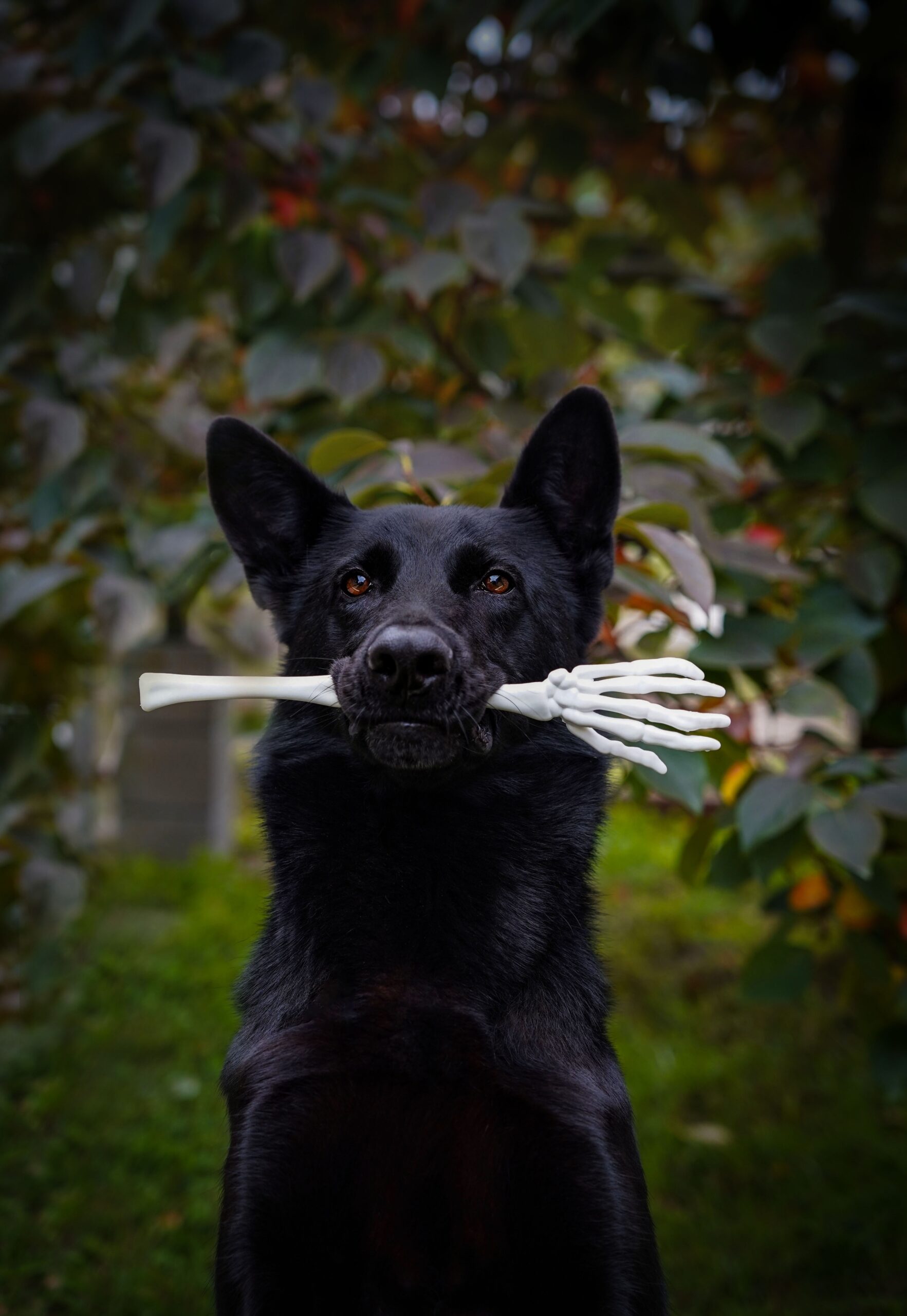 Hund mit Maulkorb