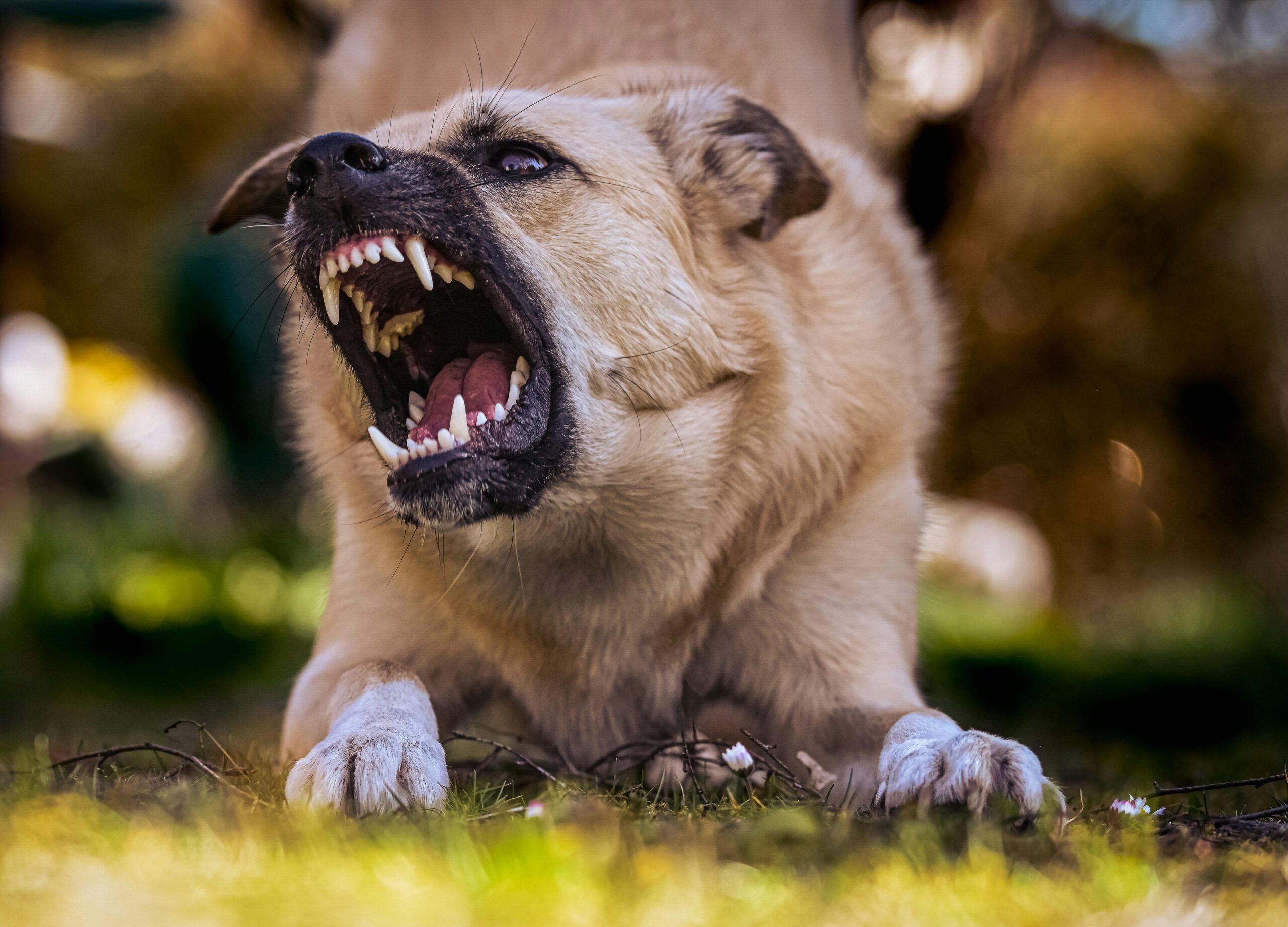 Hund schaut aufmerksam