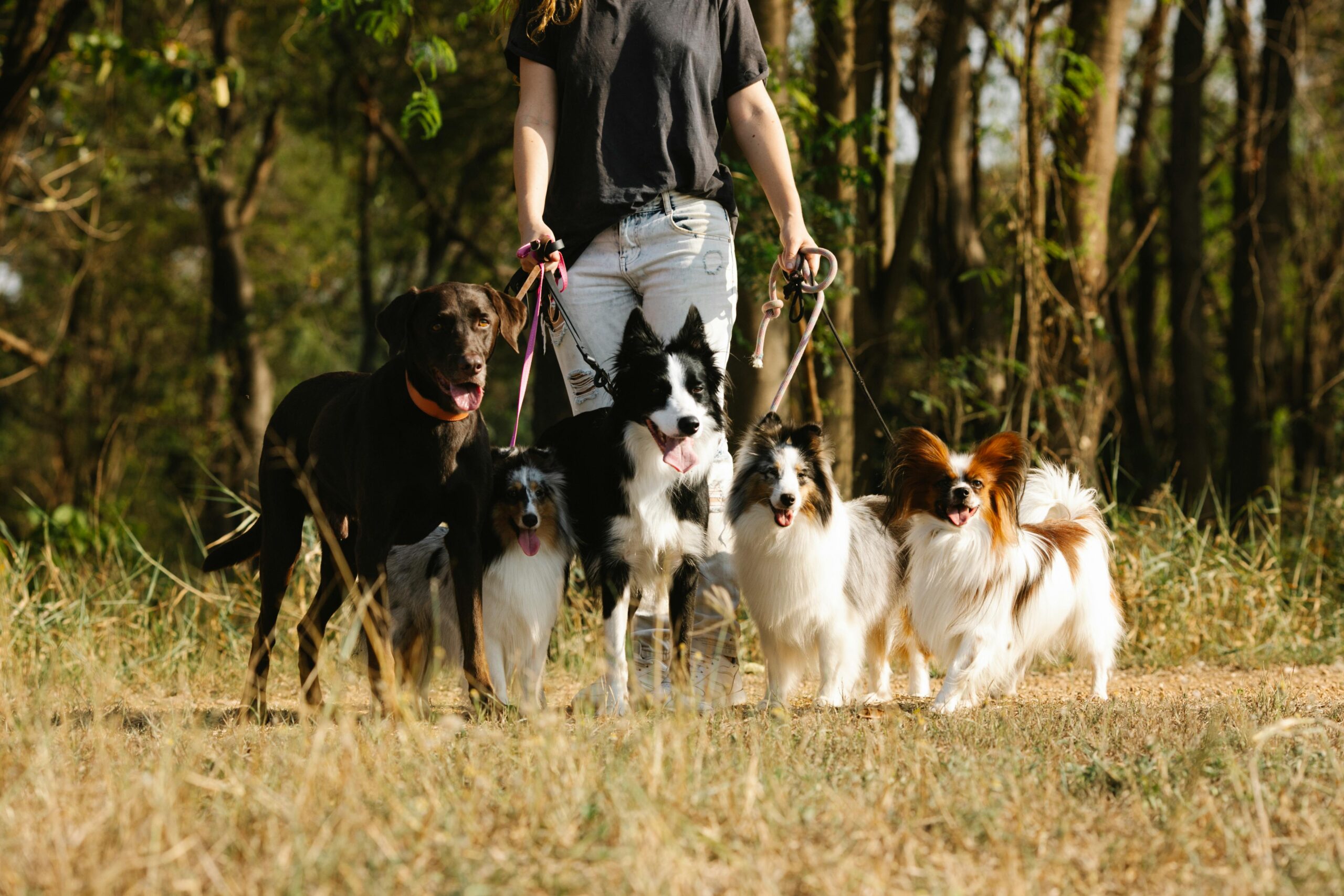 Entspannter Spaziergang mit Hund