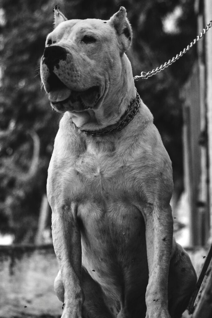 Thorsten Lapsit und ein Mastino