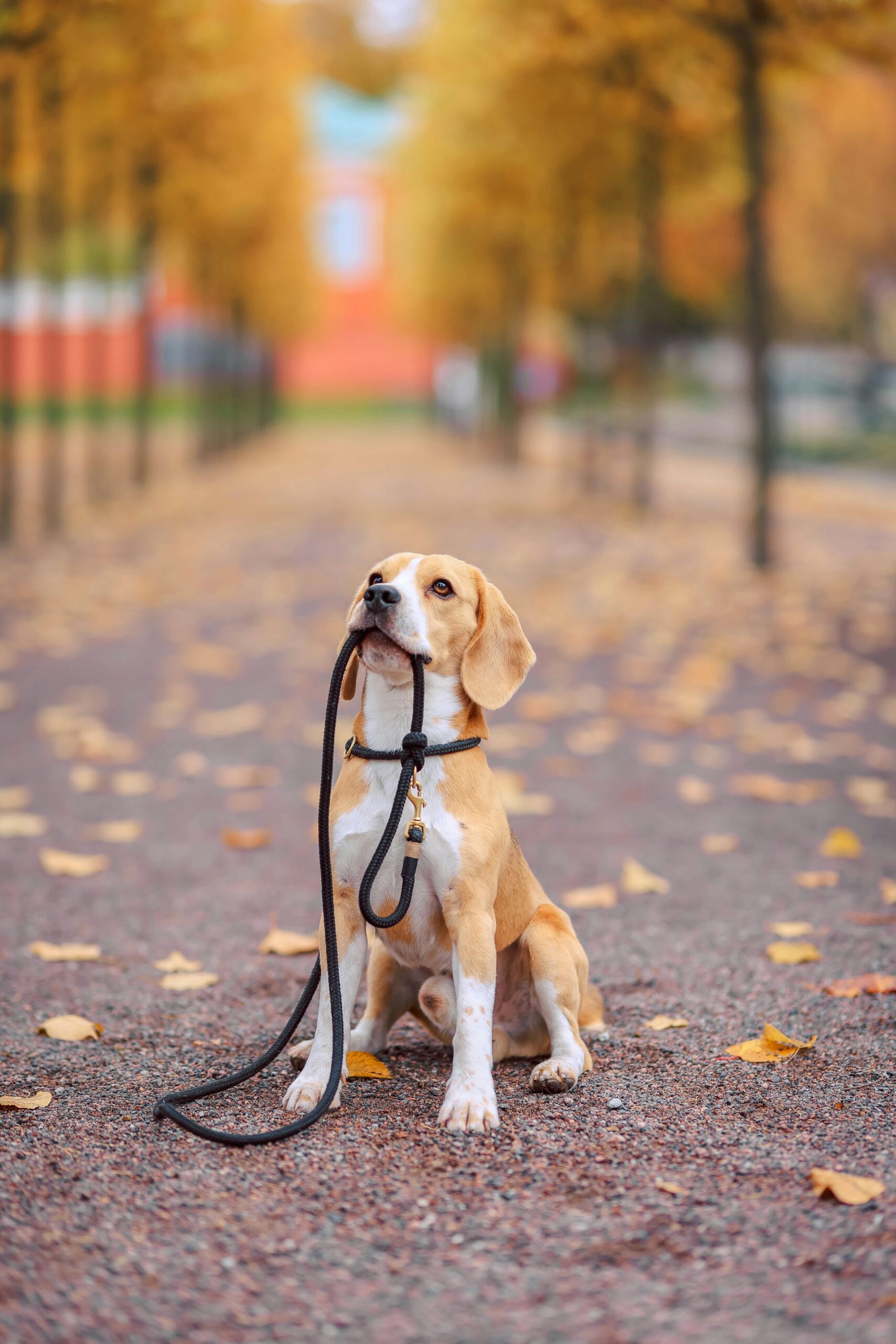 Hund führt sich selbst