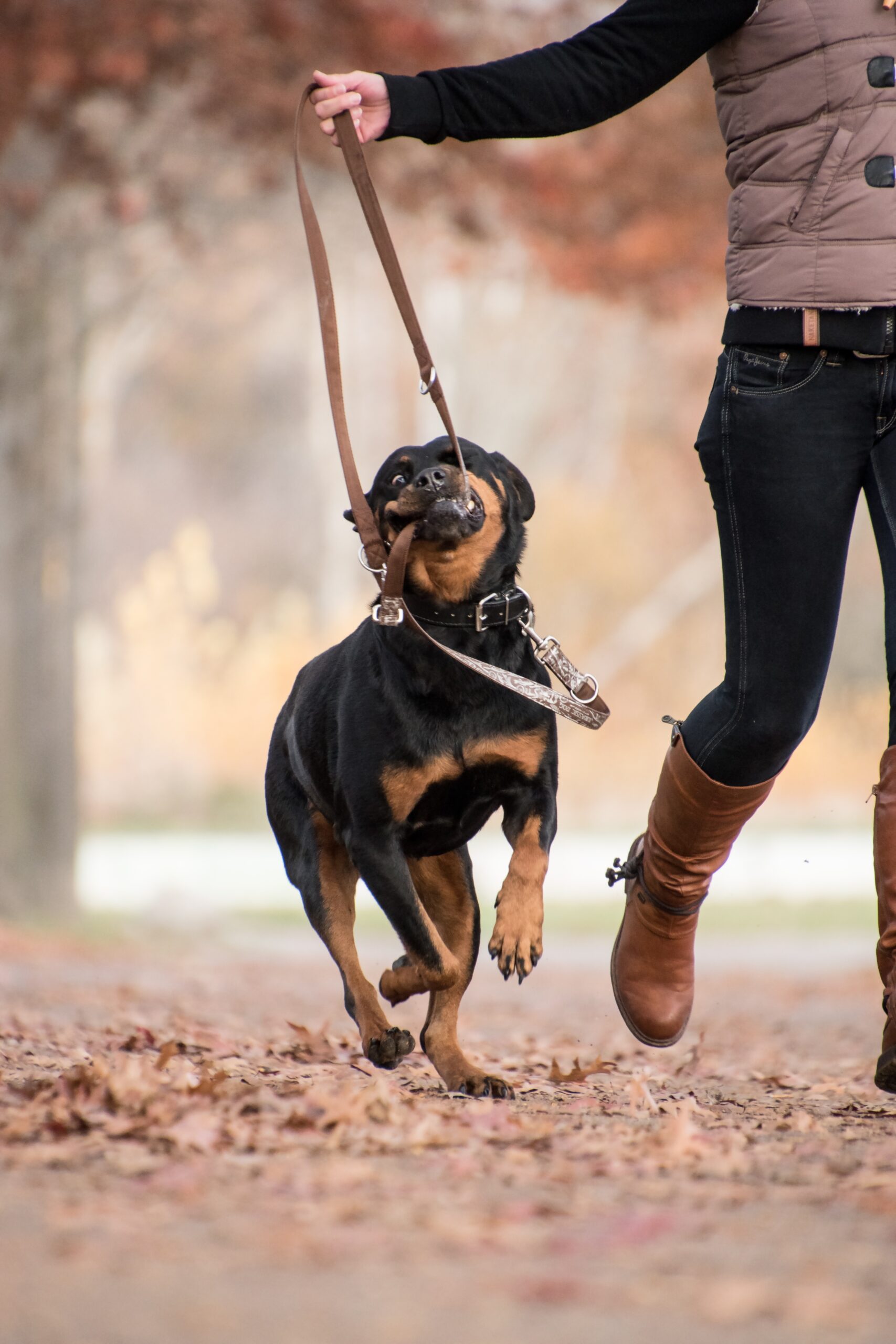 Kampf um die Leine – Rottweiler zieht
